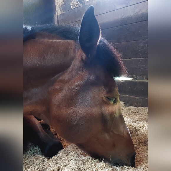 Meet your Posher, Melissa - Picture 1 of 2